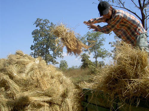 Rice harvesting