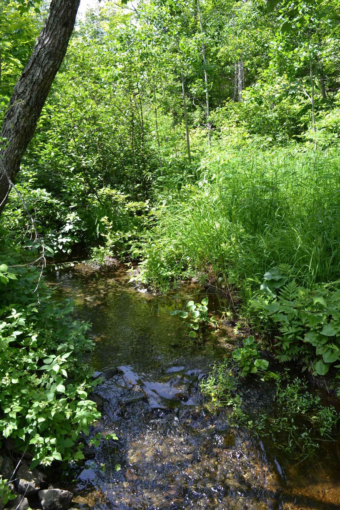 South Branch, Elmtree River