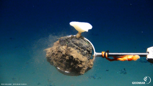 Deep sea nodule with sponge