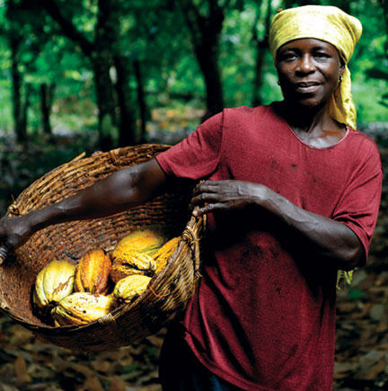 Ghana cocoa harvest