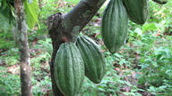 Cacao pods