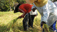 Rice harvesting